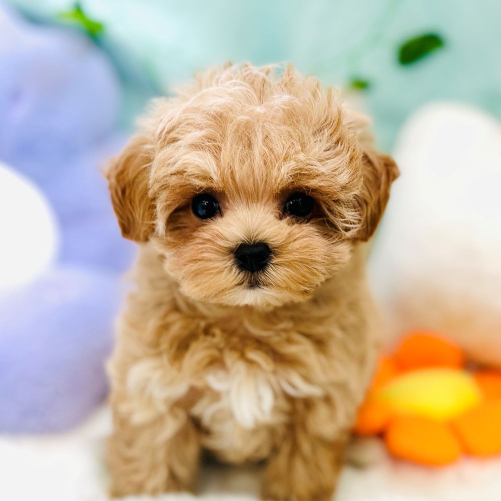 愛知県のマルプー(マルチーズ×プードル) (犬の家＆猫の里愛知刈谷店/2026年5月13日生まれ/女の子/アプリコット)の子犬の4枚目の画像