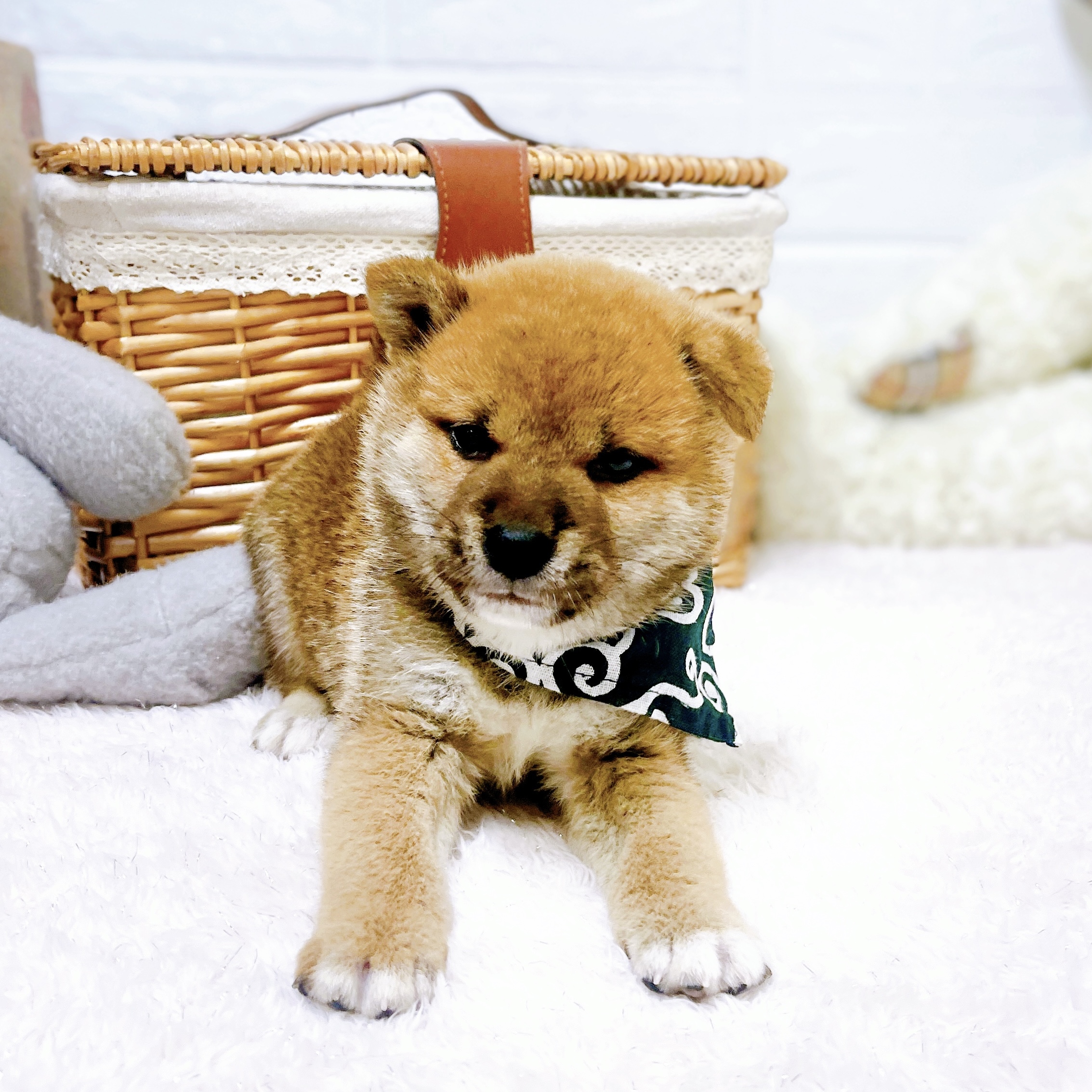 滋賀県の柴犬(標準サイズ) (犬の家＆猫の里近江八幡店/2026年5月14日生まれ/男の子/赤)の子犬の4枚目の画像