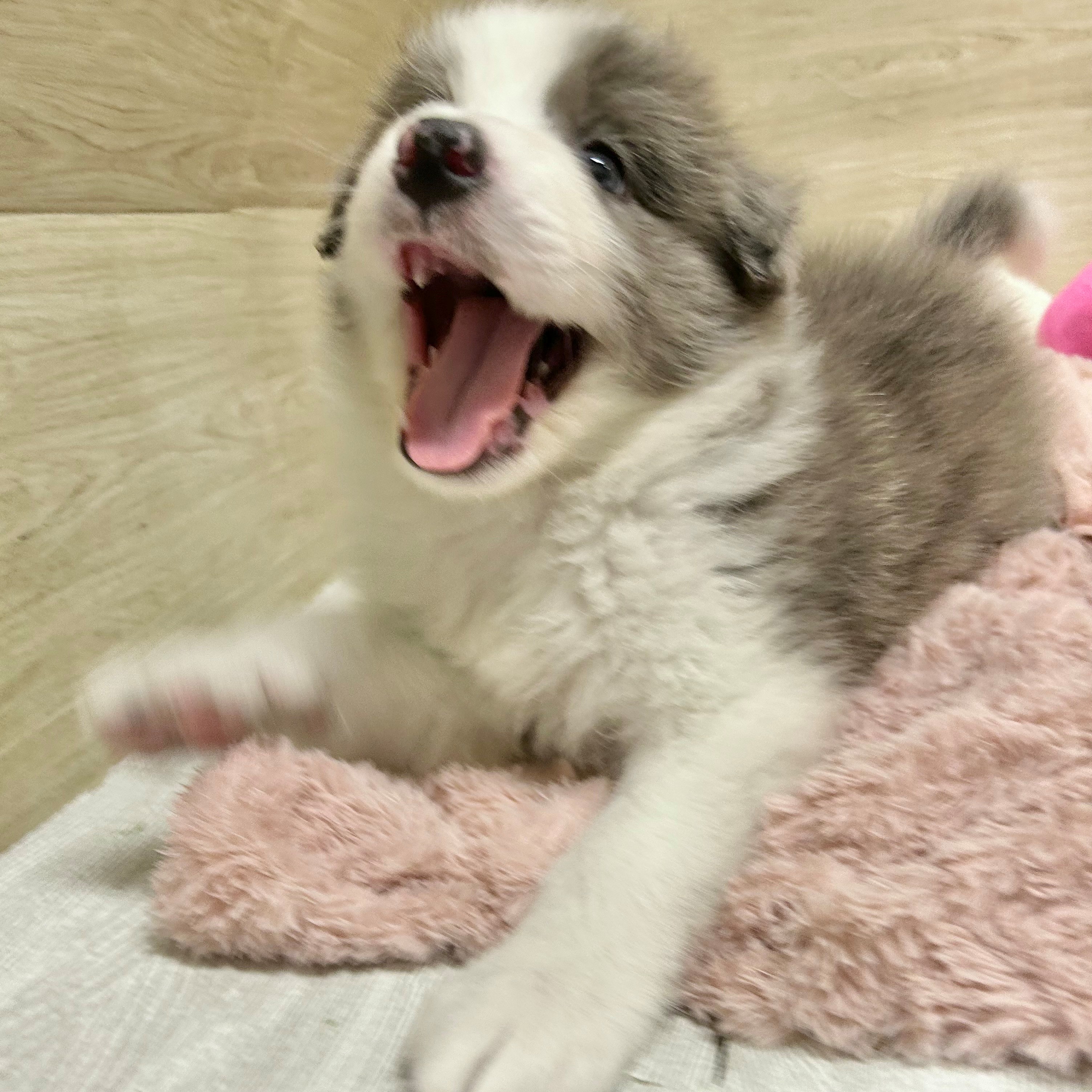 大阪府のボーダーコリー (犬の家＆猫の里そよら東岸和田店/2026年5月14日生まれ/男の子/ブルーマール)の子犬の4枚目の画像