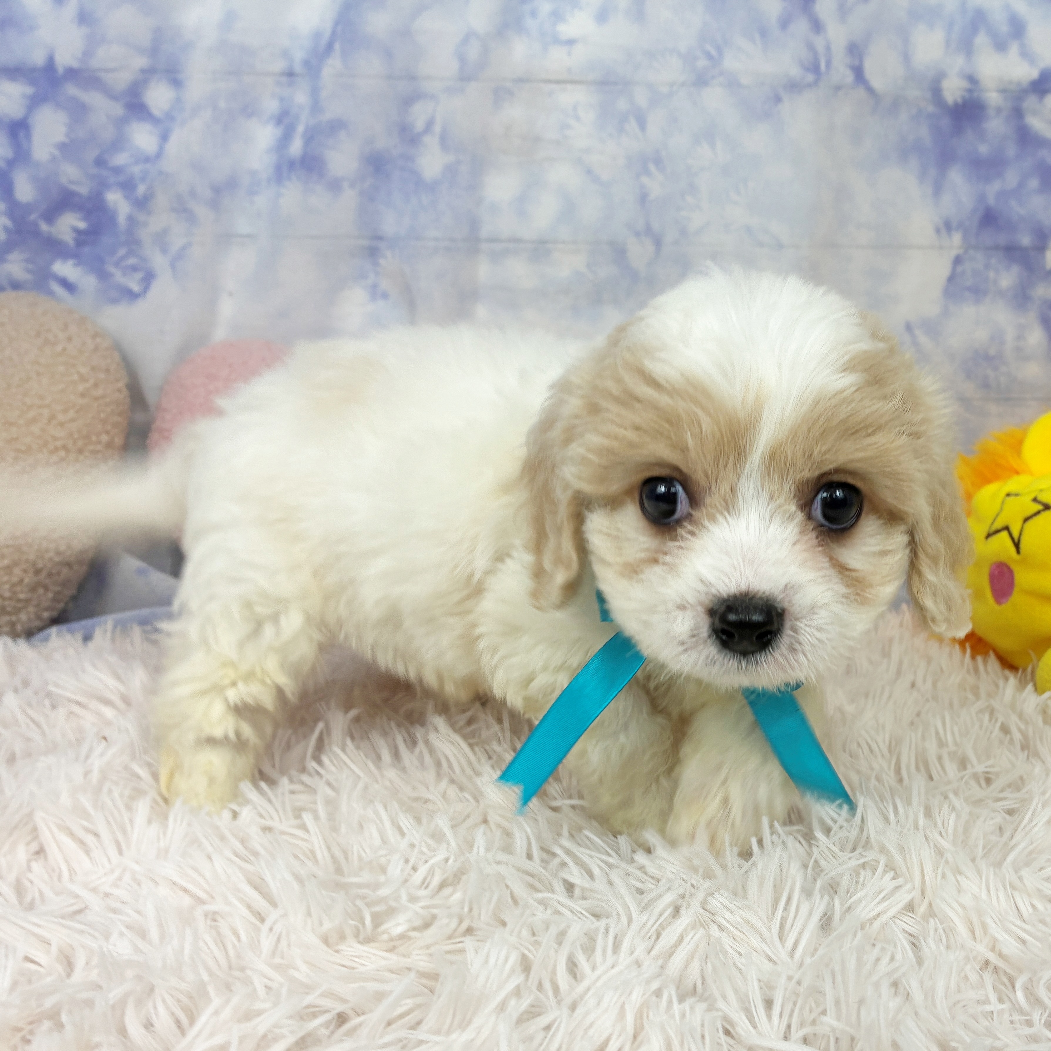 兵庫県のハーフ犬・ミックス犬 (犬の家＆猫の里川西店/2026年5月6日生まれ/男の子/ホワイトクリーム)の子犬の4枚目の画像