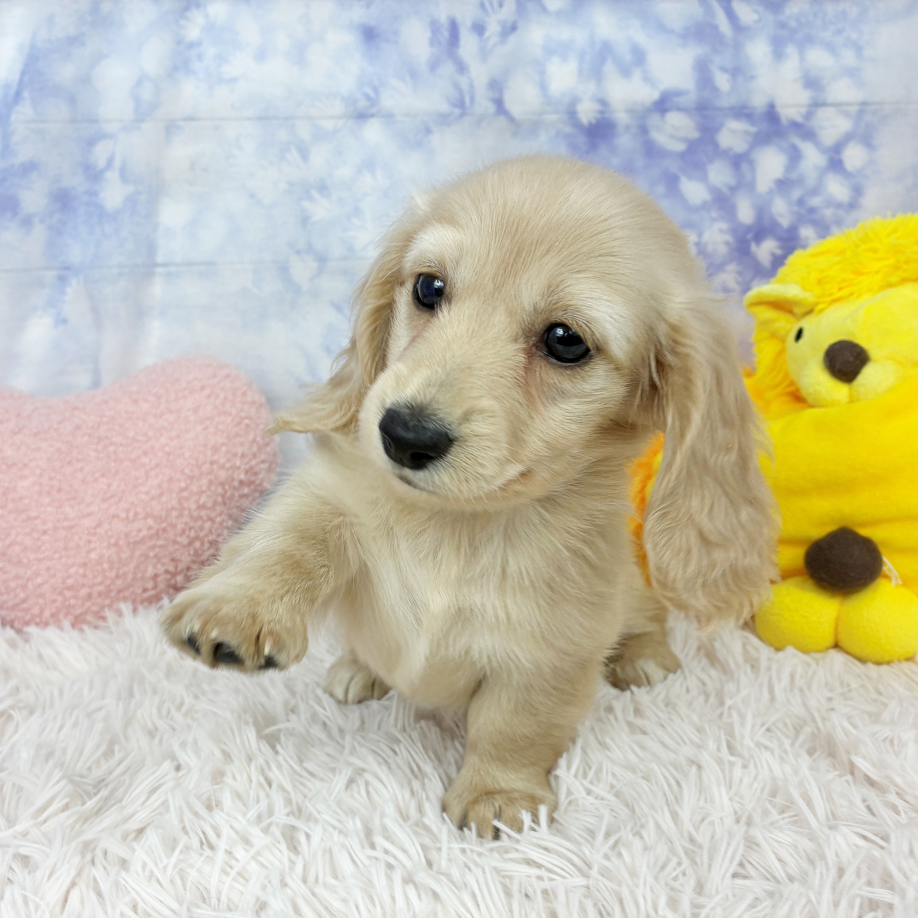 兵庫県のミニチュアダックスフンド(ロング) (犬の家＆猫の里川西店/2026年5月12日生まれ/女の子/イエロー)の子犬の4枚目の画像