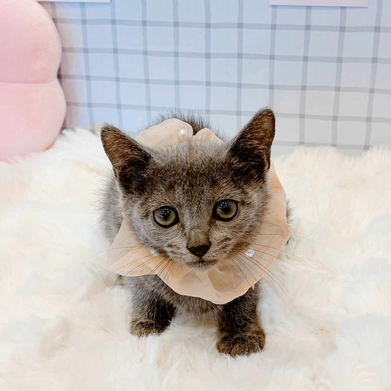 福井県のロシアンブルー (犬の家＆猫の里福井店/2026年5月12日生まれ/女の子/ブルー)の子猫の4枚目の画像