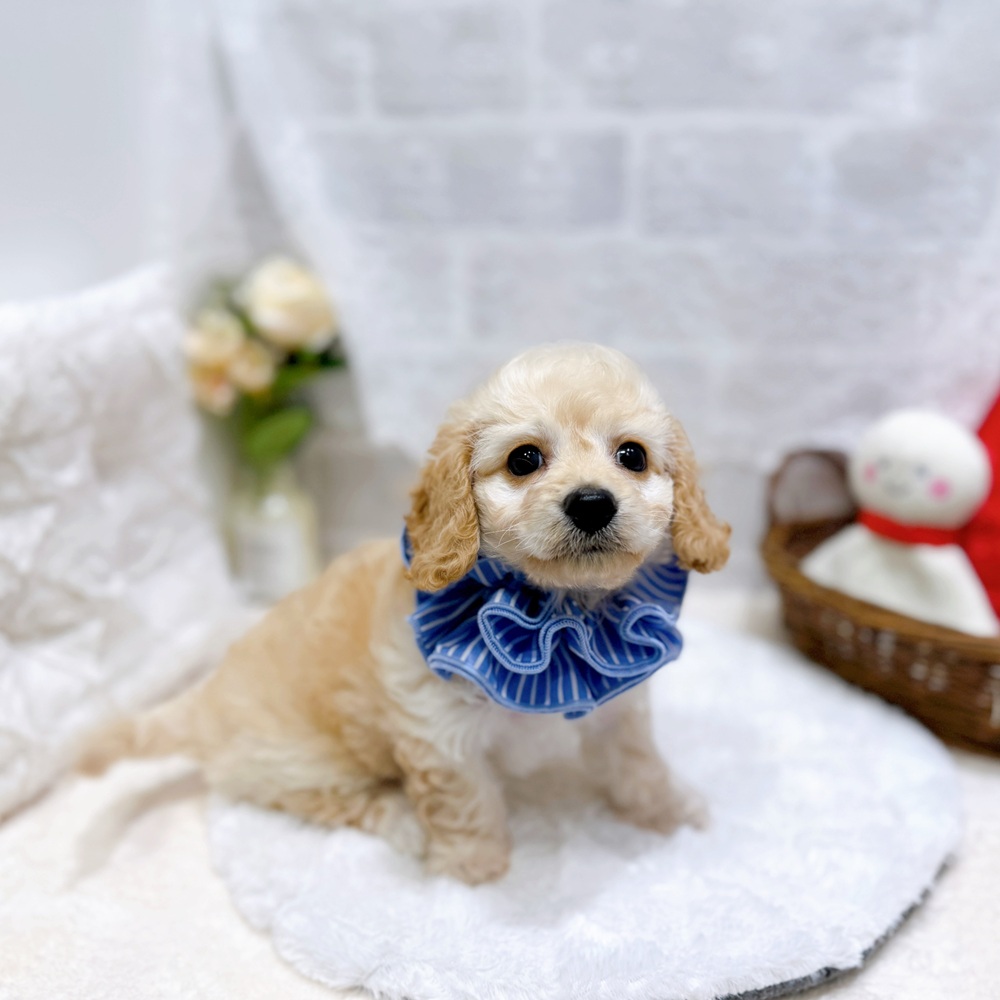 滋賀県のハーフ犬・ミックス犬 (犬の家＆猫の里長浜店/2026年5月13日生まれ/女の子/クリーム)の子犬の4枚目の画像