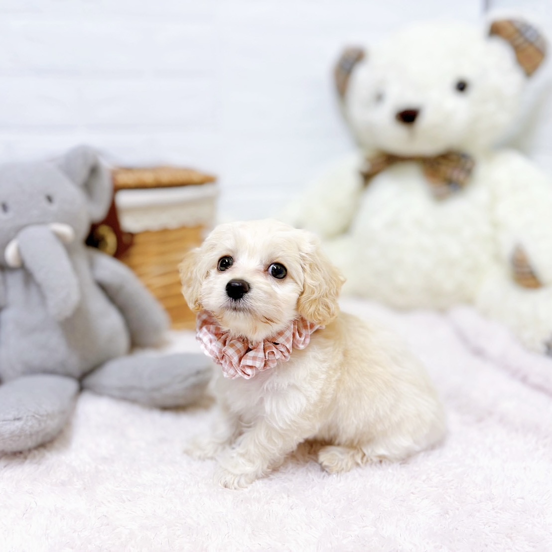 滋賀県のハーフ犬・ミックス犬 (犬の家＆猫の里近江八幡店/2026年5月13日生まれ/女の子/クリーム)の子犬の4枚目の画像