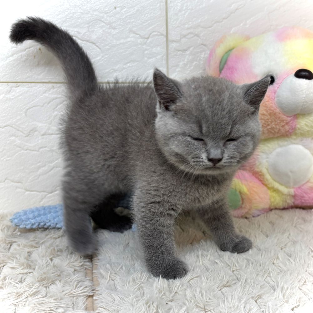 兵庫県のブリティッシュショートヘアー (犬の家＆猫の里ゆめタウン姫路店/2026年5月12日生まれ/男の子/ブルー)の子猫の4枚目の画像