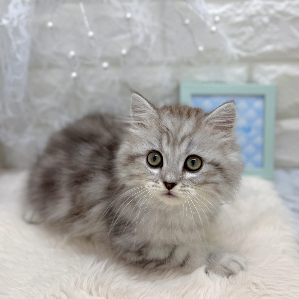 福井県のスコティッシュストレート (犬の家＆猫の里アミーゴ福井大和田店/2026年5月14日生まれ/男の子/ブルータビー)の子猫の4枚目の画像