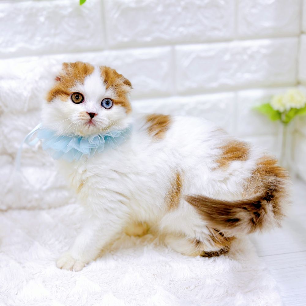 福井県のスコティッシュフォールド (犬の家＆猫の里アミーゴ福井店/2026年5月9日生まれ/男の子/ブラウンマッカレルタビーホワイト)の子猫の4枚目の画像