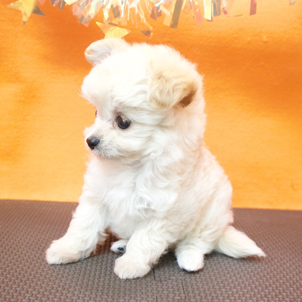 大阪府のチワプー/プーチー(チワワ×プードル) (犬の家＆猫の里吹田店/2026年5月13日生まれ/男の子/クリーム)の子犬の4枚目の画像