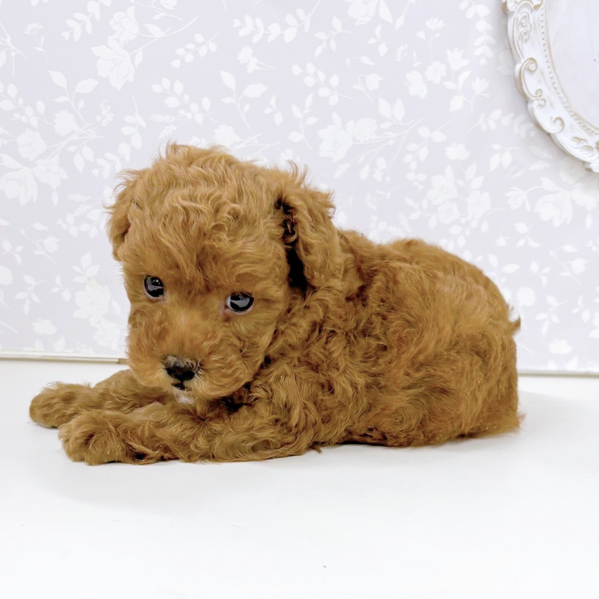 富山県のトイプードル(トイ) (犬の家＆猫の里アミーゴ高岡蓮花寺店/2026年5月15日生まれ/男の子/レッドフォーン)の子犬の4枚目の画像