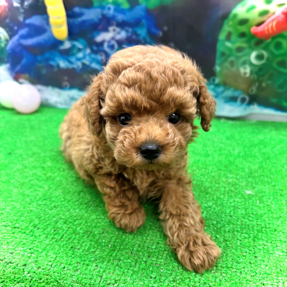 愛知県のトイプードル(トイ) (犬の家＆猫の里名古屋天白店/2026年5月15日生まれ/女の子/オレンジフォーン)の子犬の4枚目の画像