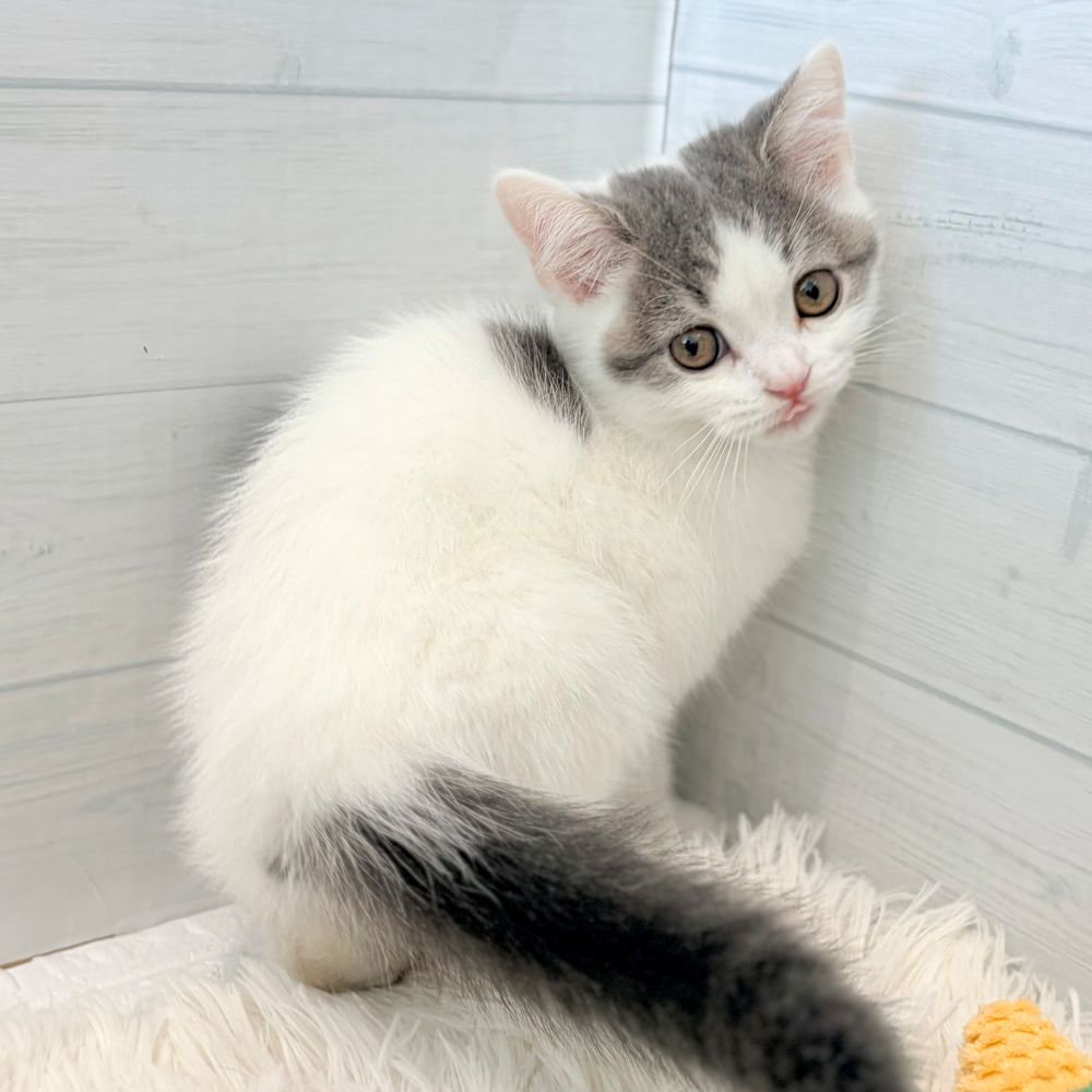 愛知県のスコティッシュストレート (犬の家＆猫の里豊田店/2026年5月15日生まれ/男の子/ブルータビーホワイト)の子猫の4枚目の画像