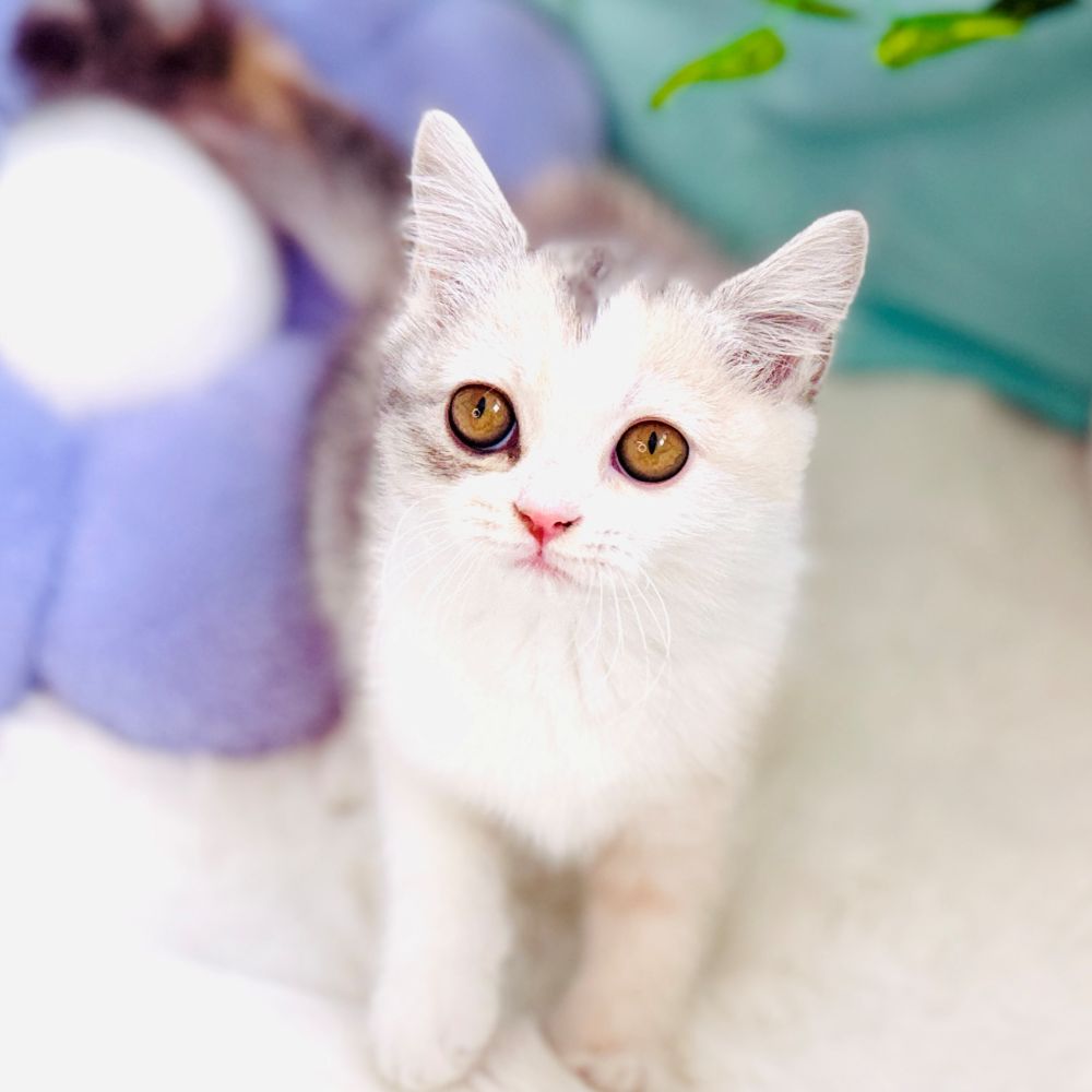 愛知県のスコティッシュストレート (犬の家＆猫の里愛知刈谷店/2026年5月15日生まれ/女の子/シルバーパッチドタビーホワイト)の子猫の4枚目の画像