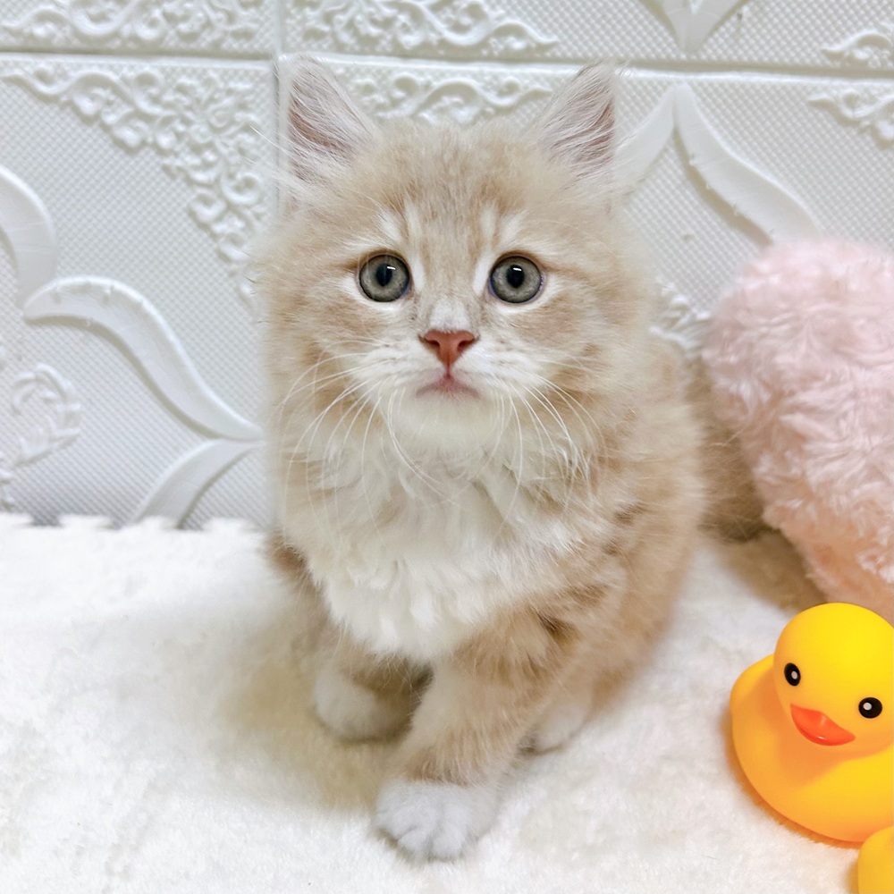 愛知県のサイベリアン (犬の家＆猫の里岡崎店/2026年5月12日生まれ/男の子/クリームタビーホワイト)の子猫の4枚目の画像