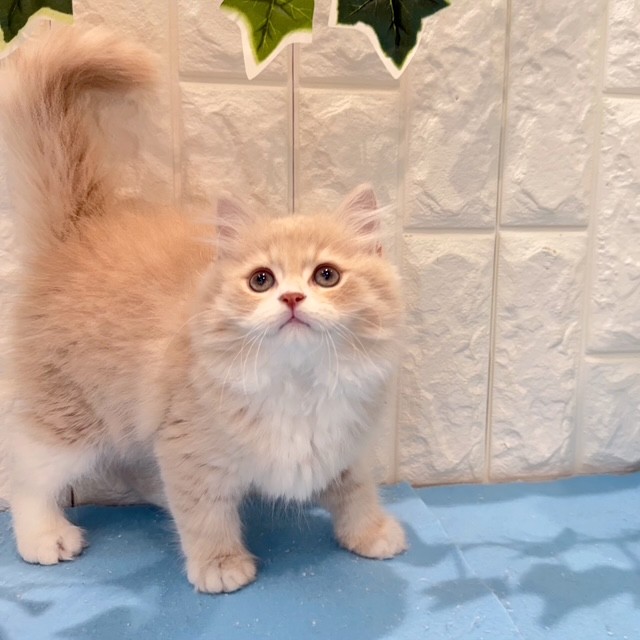 岡山県のサイベリアン (犬の家＆猫の里倉敷店/2026年5月12日生まれ/男の子/クリームタビーホワイト)の子猫の4枚目の画像