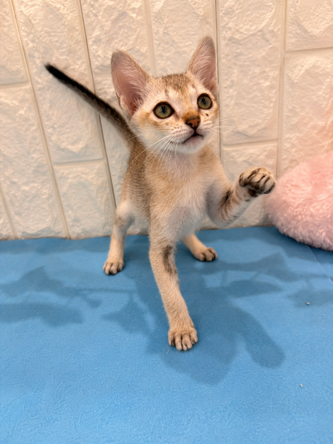 岡山県のシンガプーラ (犬の家＆猫の里倉敷店/2026年5月6日生まれ/女の子/セピアアグーティ)の子猫の4枚目の画像