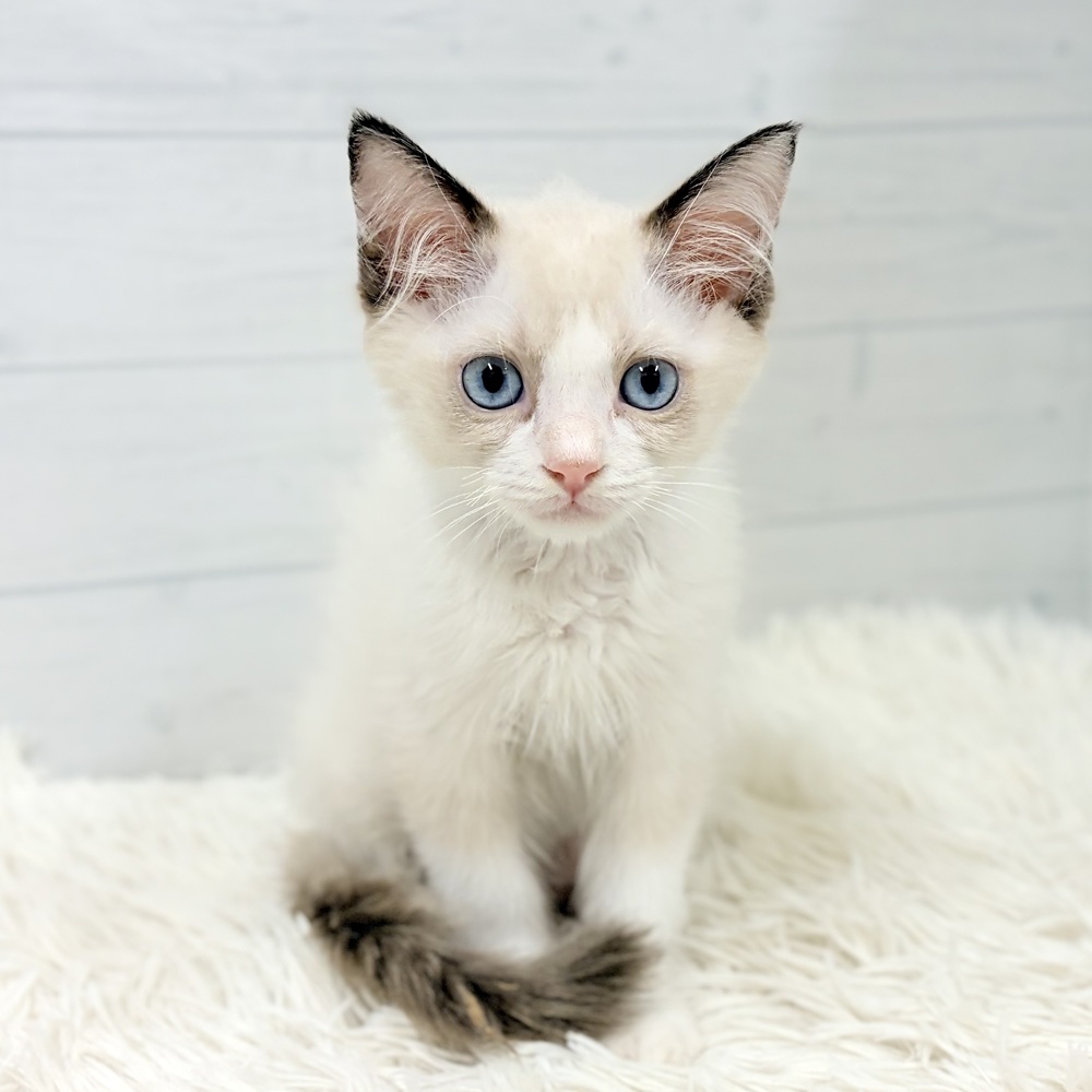 愛知県のラグドール (犬の家＆猫の里豊田店/2026年5月13日生まれ/男の子/シールポイントバイカラー)の子猫の1枚目の画像