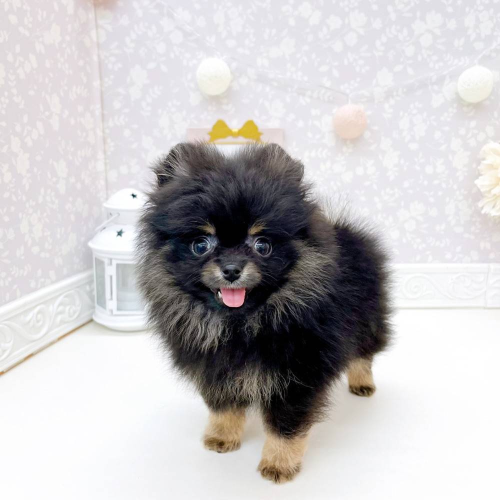ポメラニアン(ブラック(黒)系)の子犬を価格や特徴で探す|ペット