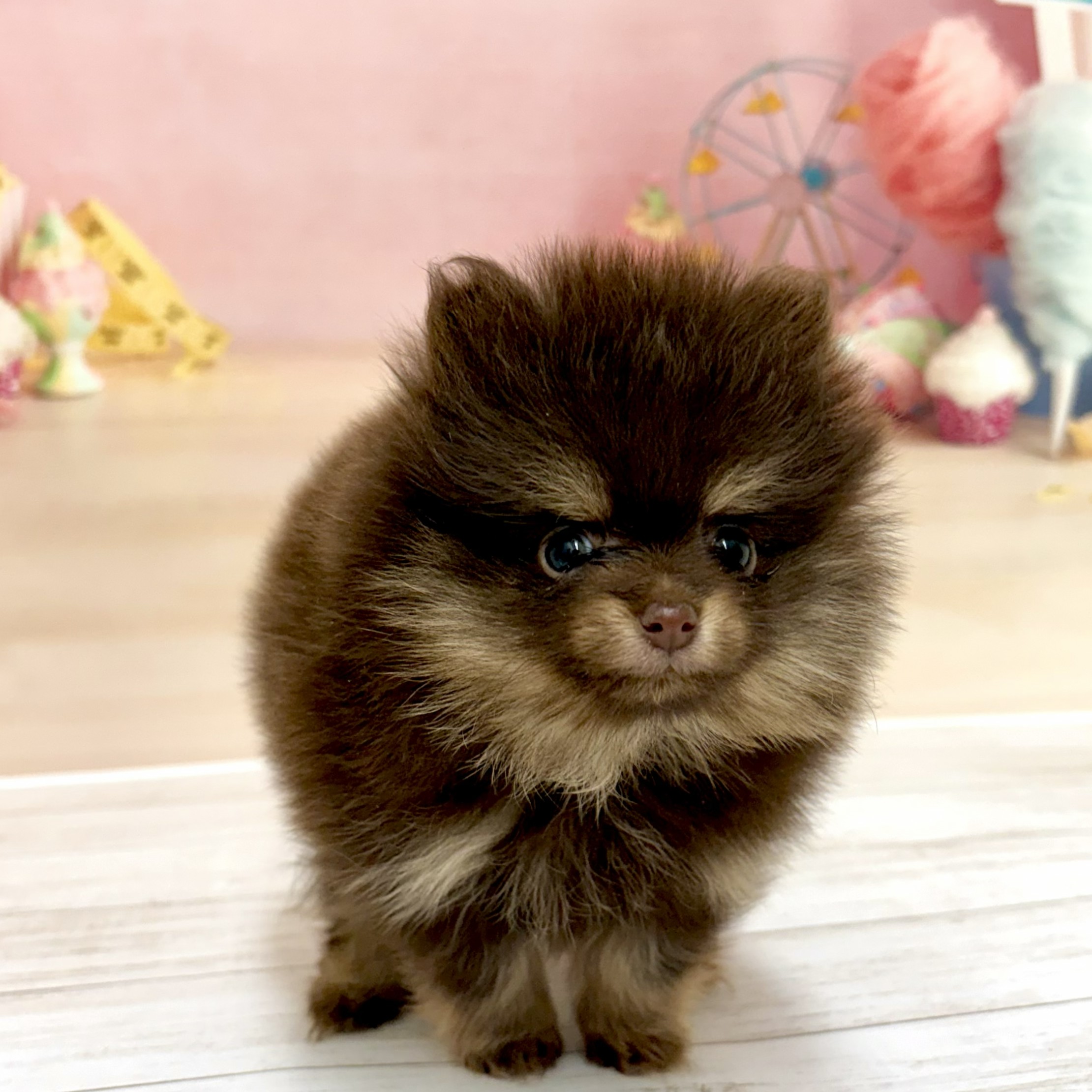 兵庫県のポメラニアン (犬の家＆猫の里尼崎店/2026年5月15日生まれ/女の子/チョコレートタン)の子犬の4枚目の画像