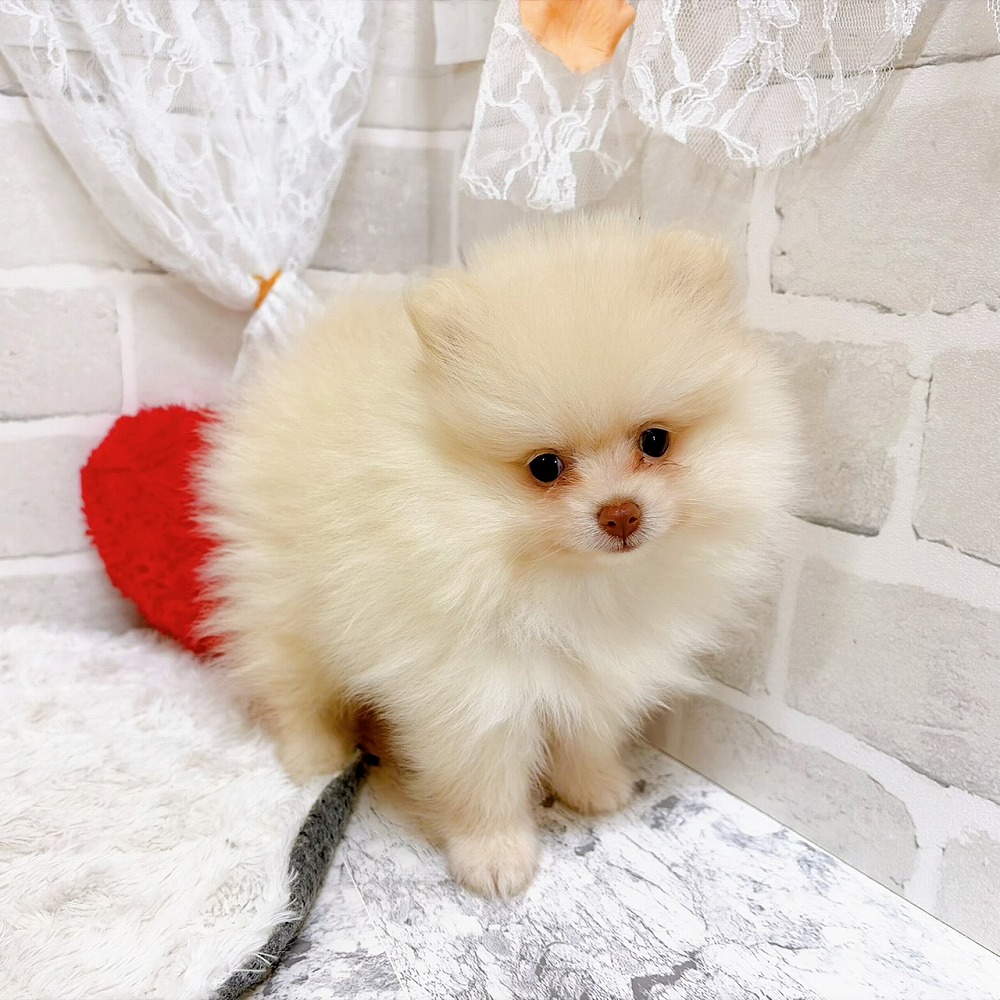京都府のポメラニアン (犬の家＆猫の里京都精華店/2026年5月15日生まれ/女の子/クリーム)の子犬の4枚目の画像