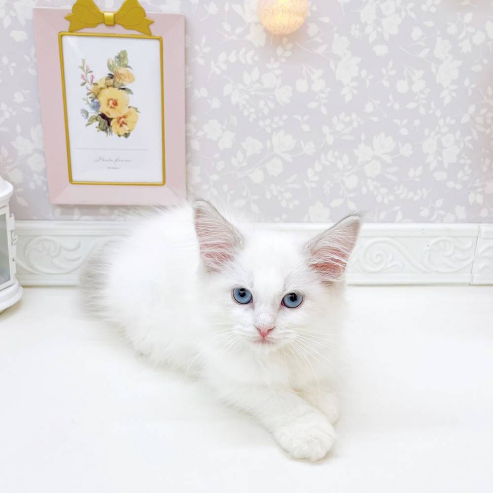 富山県のラグドール (犬の家＆猫の里富山店/2026年5月13日生まれ/女の子/ブルーポイントバイカラー)の子猫の4枚目の画像