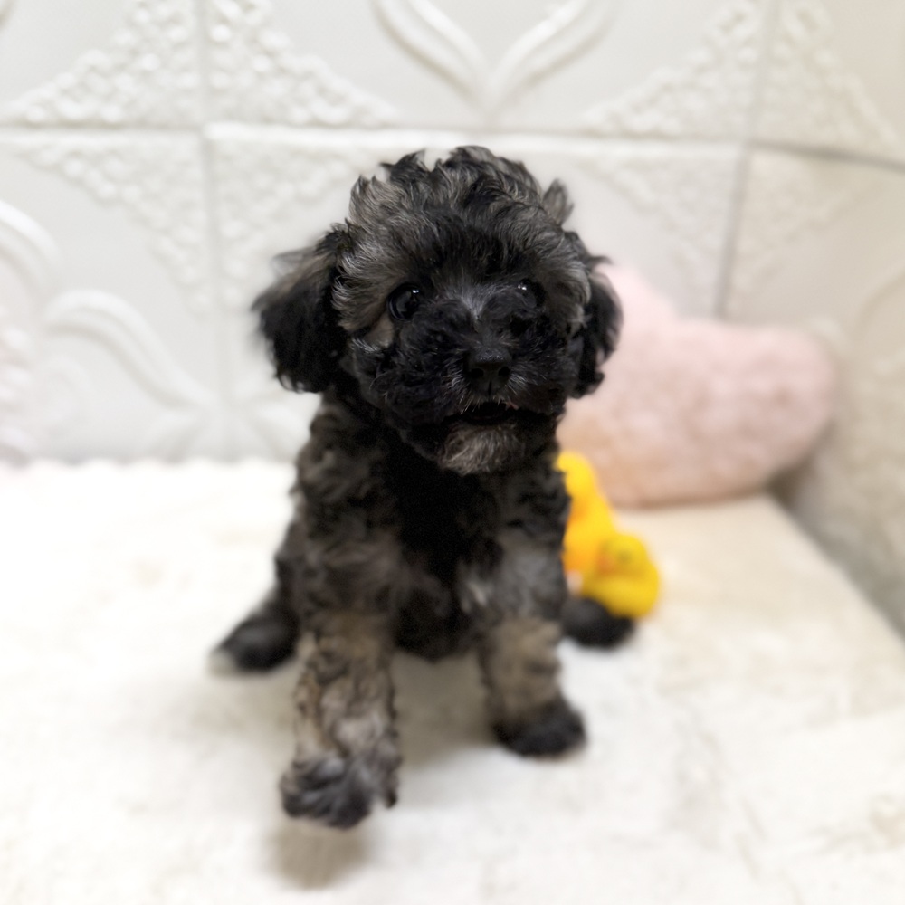 愛知県のビションプー(ビションフリーゼ×プードル) (犬の家＆猫の里岡崎店/2026年5月12日生まれ/女の子/ブリンドル)の子犬の4枚目の画像
