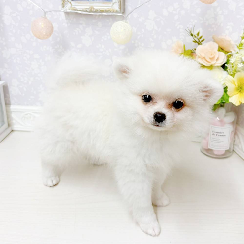 富山県のポメチワ/チワポメ/ポメチー(ポメラニアン×チワワ) (犬の家＆猫の里アミーゴ山室店/2026年5月12日生まれ/女の子/クリーム)の子犬の4枚目の画像
