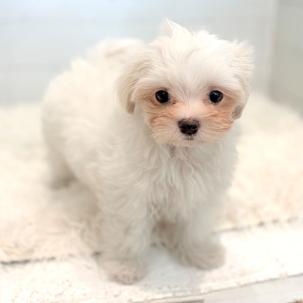 愛知県のマルチーズ (犬の家＆猫の里豊田店/2026年5月14日生まれ/女の子/ホワイト)の子犬の4枚目の画像