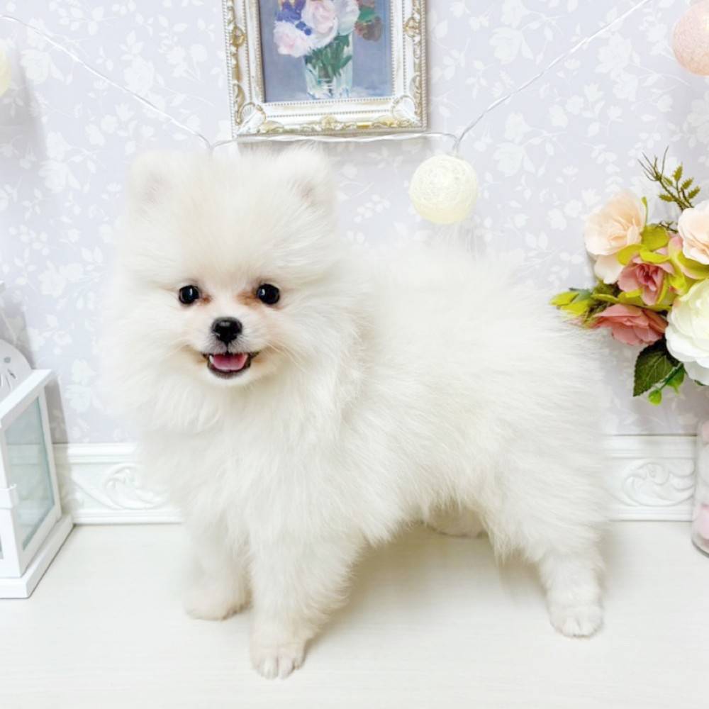 富山県のポメラニアン (犬の家＆猫の里アミーゴ山室店/2026年5月14日生まれ/男の子/クリーム)の子犬の4枚目の画像