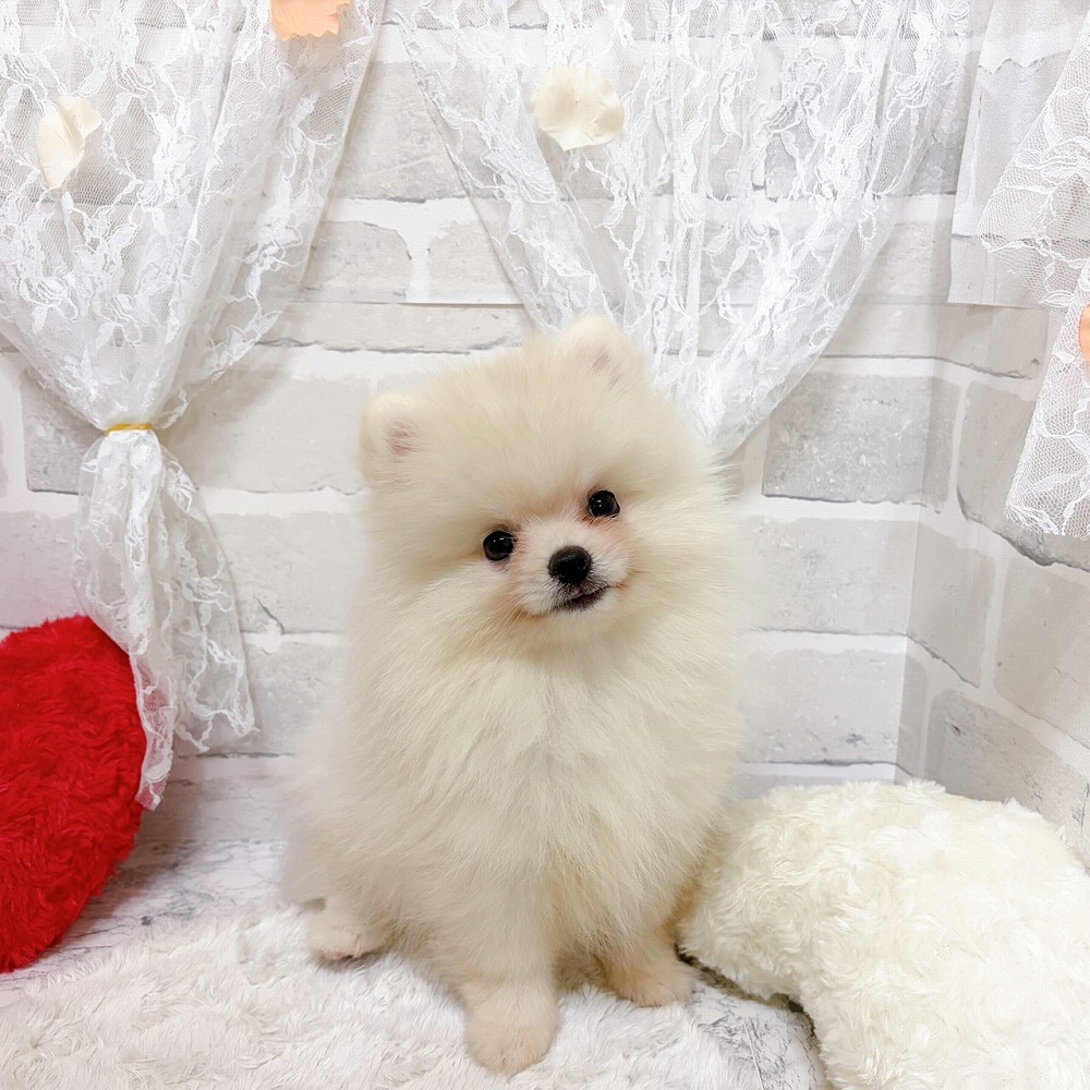 京都府のポメラニアン (犬の家＆猫の里京都精華店/2026年5月14日生まれ/男の子/クリーム)の子犬の4枚目の画像