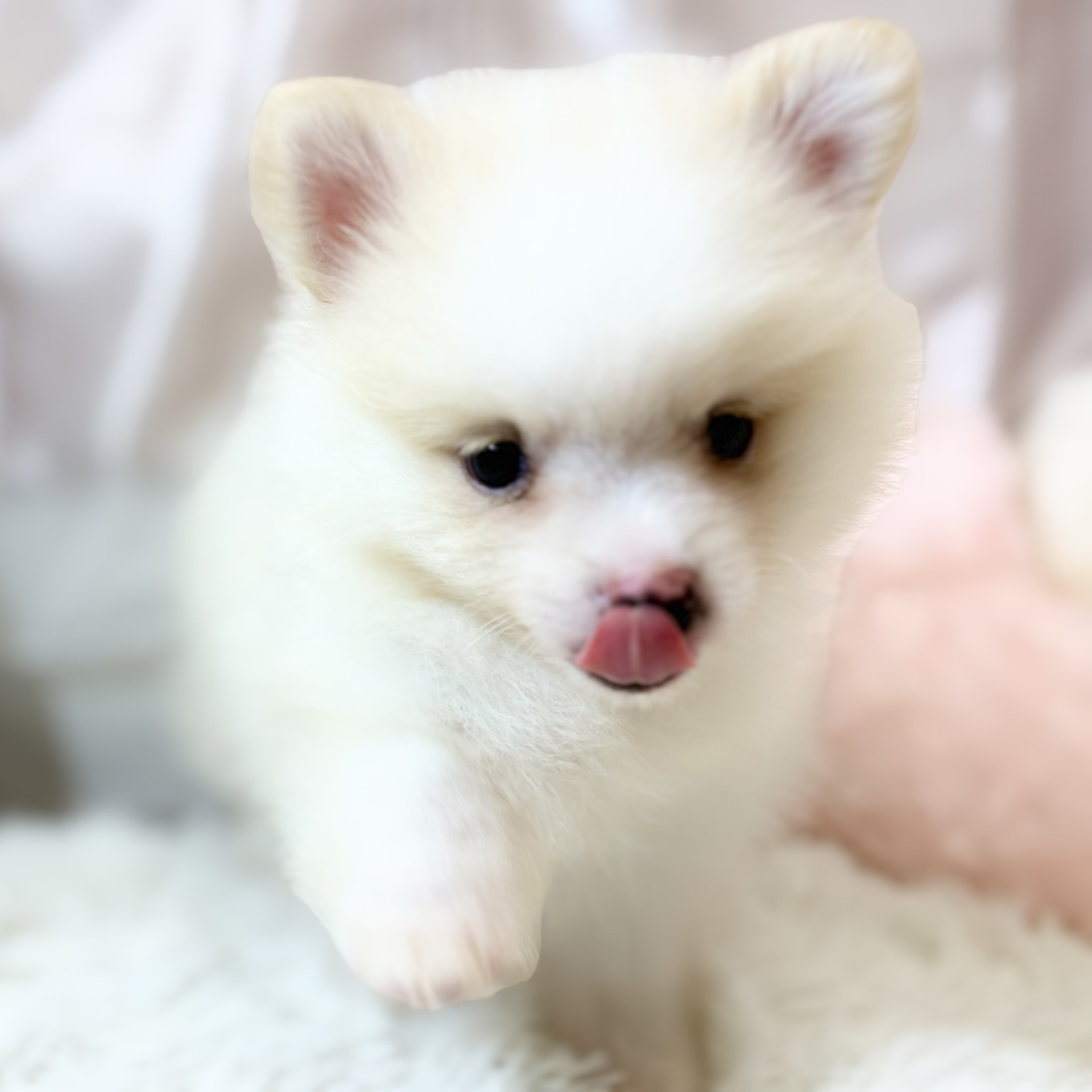 兵庫県のポメラニアン (犬の家＆猫の里カナート西神戸店/2026年5月13日生まれ/男の子/クリーム)の子犬の4枚目の画像