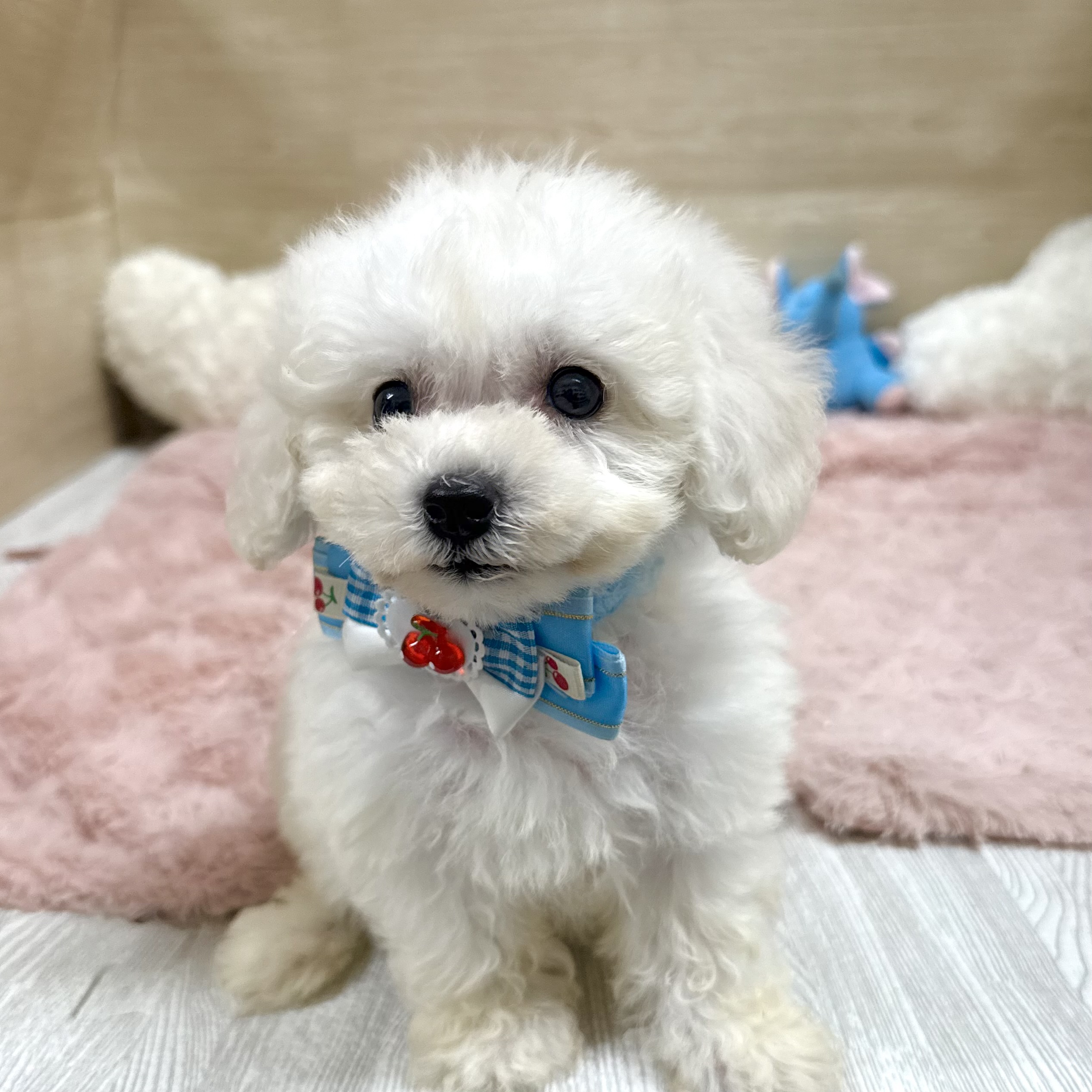 大阪府のビションフリーゼ (犬の家＆猫の里そよら東岸和田店/2026年5月16日生まれ/女の子/ホワイト)の子犬の4枚目の画像