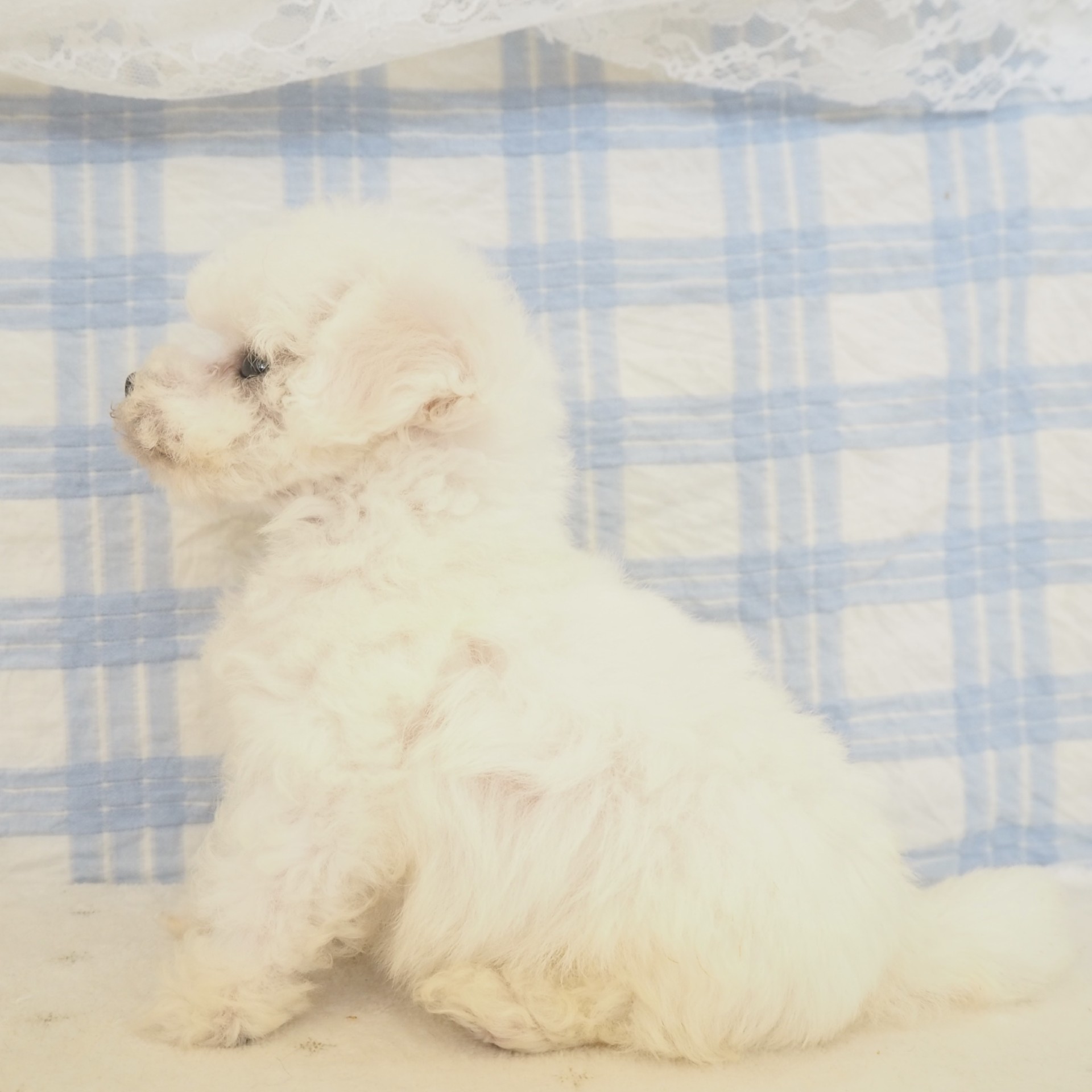 大阪府のビションフリーゼ (犬の家＆猫の里もりのみやキューズモールBASE店/2026年5月16日生まれ/男の子/ホワイト)の子犬の4枚目の画像