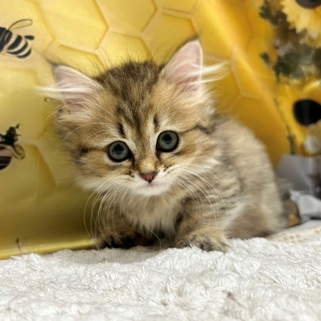 福岡県のマンチカン (犬の家＆猫の里トリアス久山店/2026年5月10日生まれ/女の子/チンチラゴールデン)の子猫の1枚目の画像