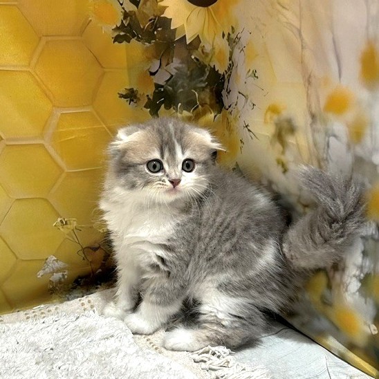 福岡県のスコティッシュフォールド (犬の家＆猫の里トリアス久山店/2026年5月16日生まれ/女の子/ブルーパッチドタビーホワイト)の子猫の4枚目の画像
