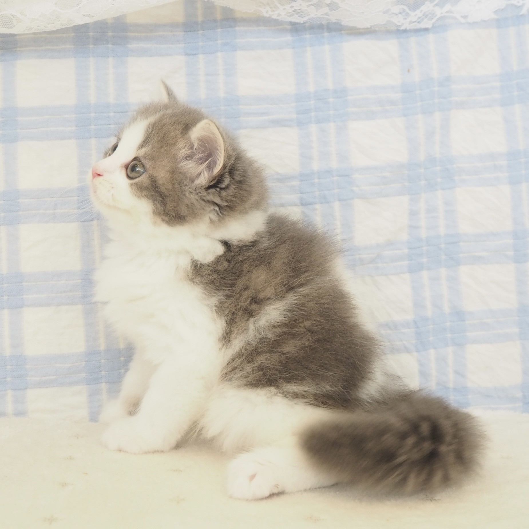 大阪府のスコティッシュストレート (犬の家＆猫の里もりのみやキューズモールBASE店/2026年5月16日生まれ/男の子/ブルータビーホワイト)の子猫の4枚目の画像