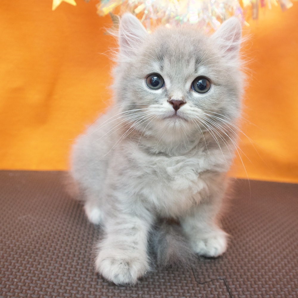 大阪府のスコティッシュストレート (犬の家＆猫の里吹田店/2026年5月10日生まれ/男の子/ブルータビー)の子猫の4枚目の画像