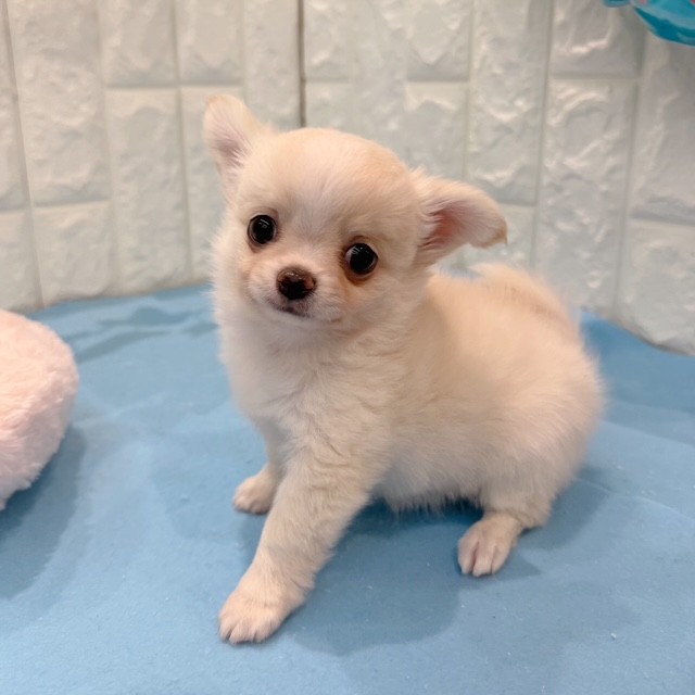 岡山県のチワワ(ロング) (犬の家＆猫の里倉敷店/2026年5月17日生まれ/男の子/クリーム)の子犬の4枚目の画像