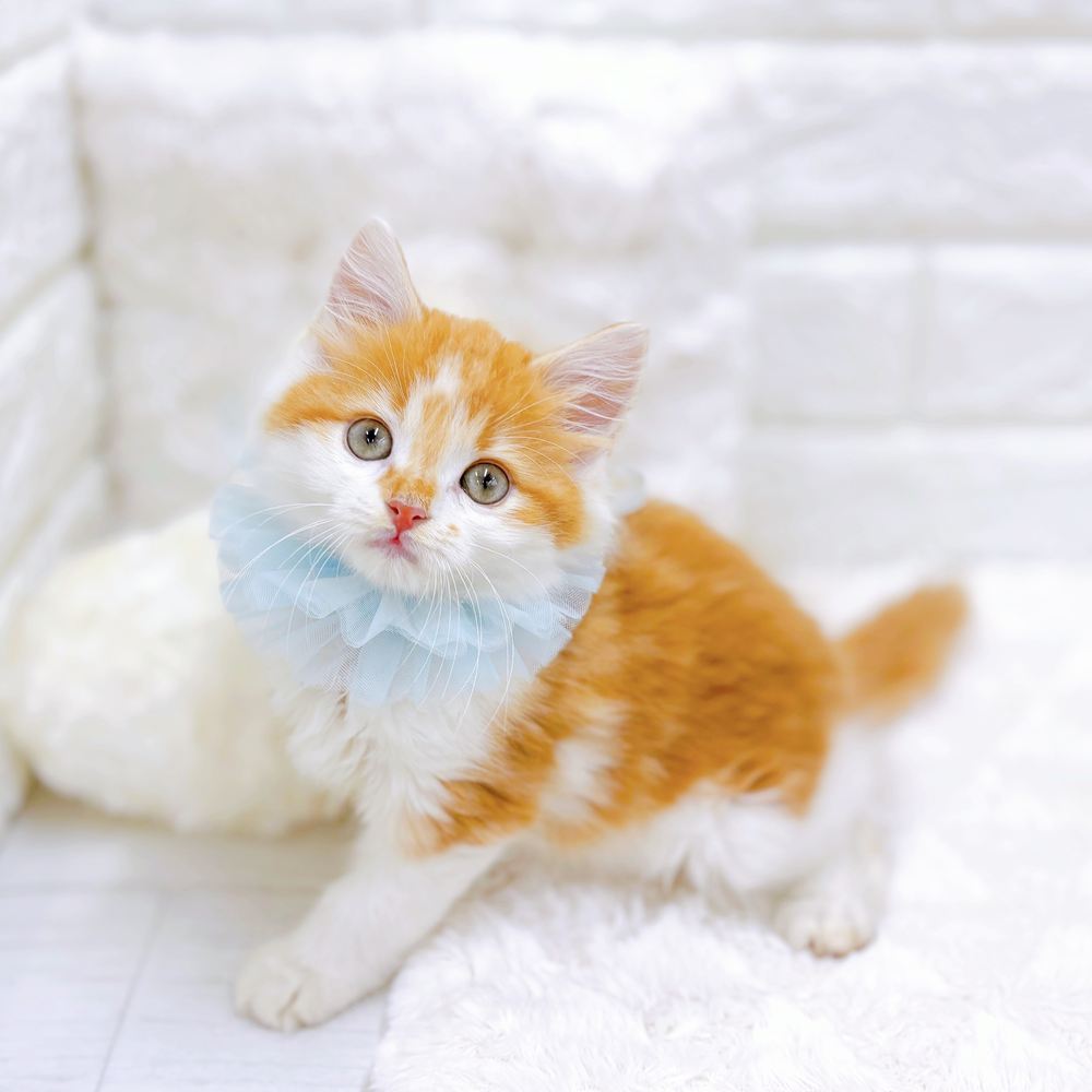 福井県のスコティッシュストレート (犬の家＆猫の里アミーゴ福井店/2026年5月13日生まれ/男の子/レッドタビーホワイト)の子猫の4枚目の画像