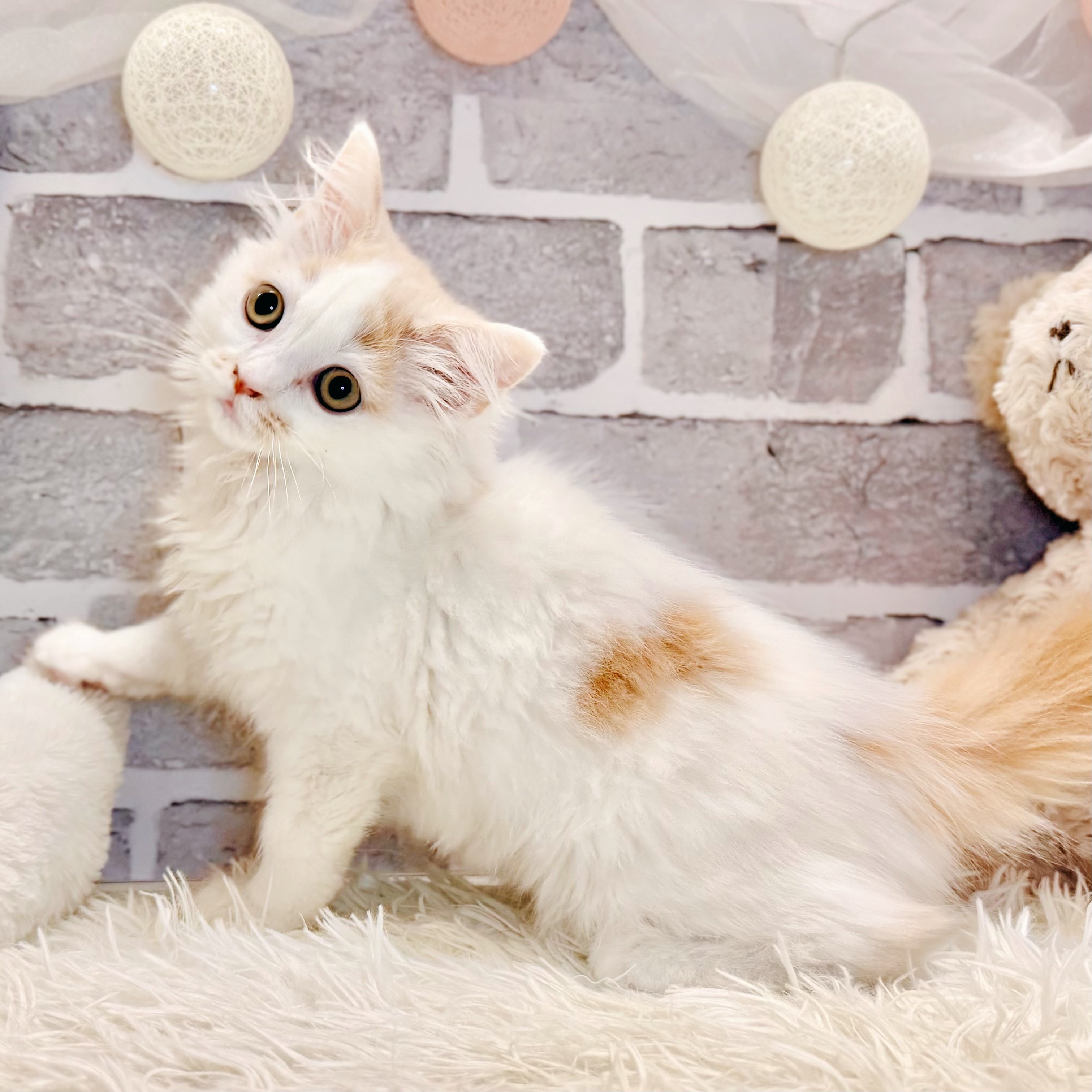 兵庫県のスコティッシュストレート (犬の家＆猫の里神戸店/2026年4月22日生まれ/女の子/クリームタビーホワイトバン)の子猫の4枚目の画像