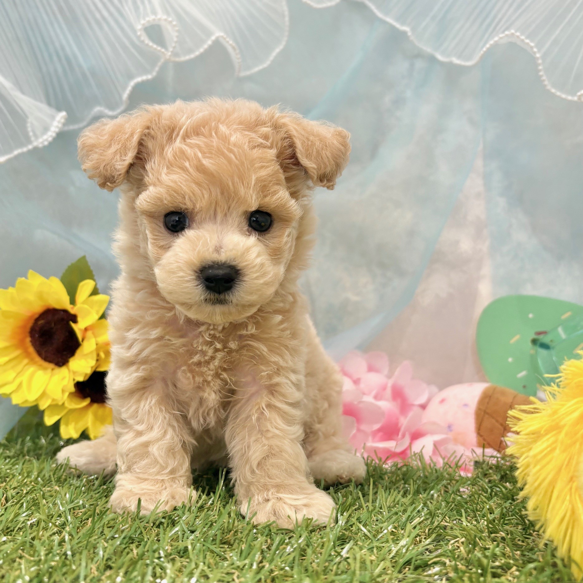 福岡県のビションプー(ビションフリーゼ×プードル) (犬の家＆猫の里くりえいと宗像店/2026年5月16日生まれ/女の子/クリーム)の子犬の4枚目の画像