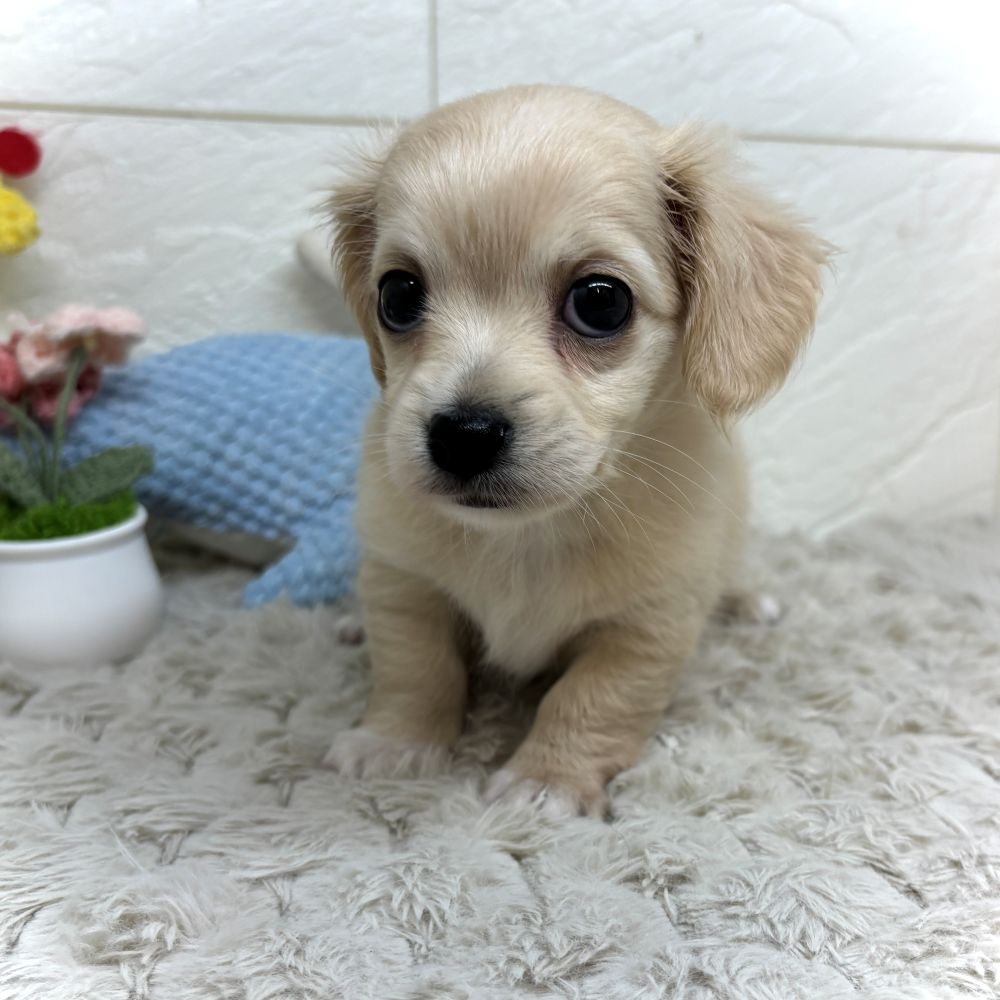 兵庫県のチワックス(チワワ×ダックス) (犬の家＆猫の里ゆめタウン姫路店/2026年5月17日生まれ/女の子/クリーム)の子犬の4枚目の画像