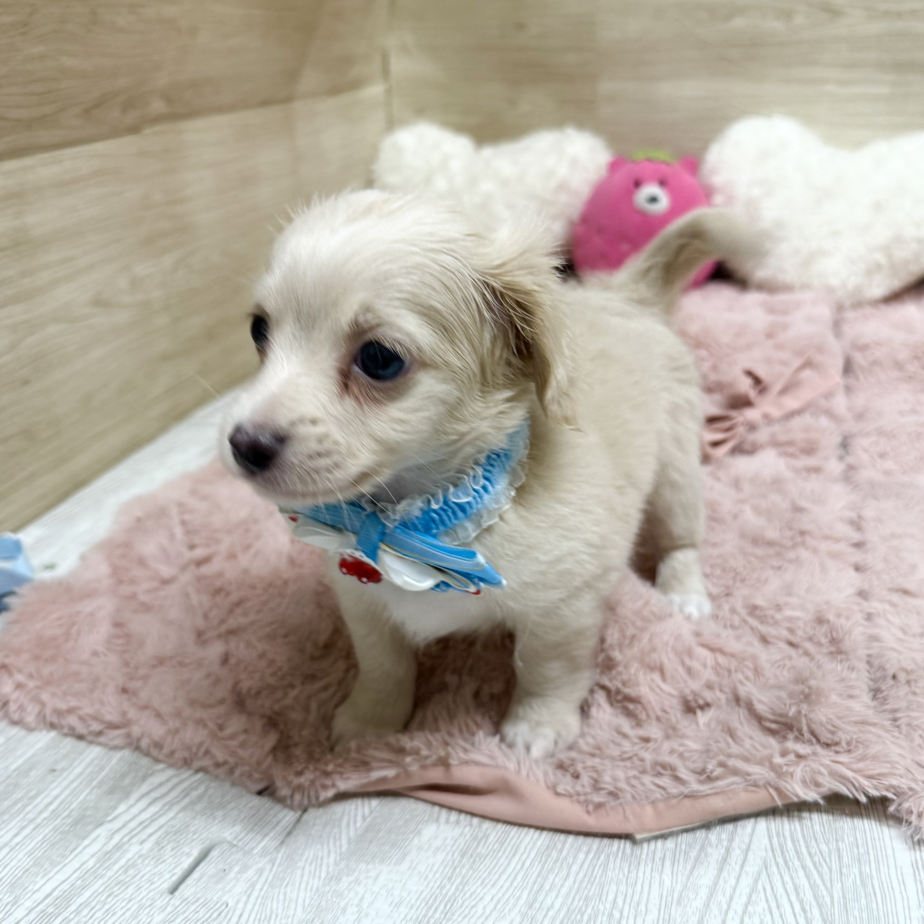 大阪府のチワックス(チワワ×ダックス) (犬の家＆猫の里そよら東岸和田店/2026年5月17日生まれ/男の子/クリーム)の子犬の4枚目の画像