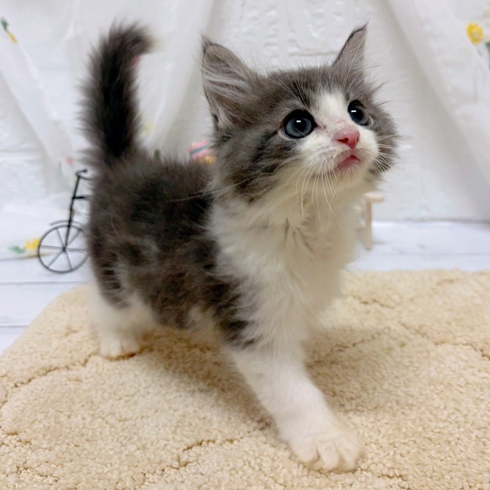 岡山県のノルウェージャンフォレストキャット (犬の家＆猫の里岡山店/2026年5月15日生まれ/男の子/ブルータビーホワイト)の子猫の4枚目の画像