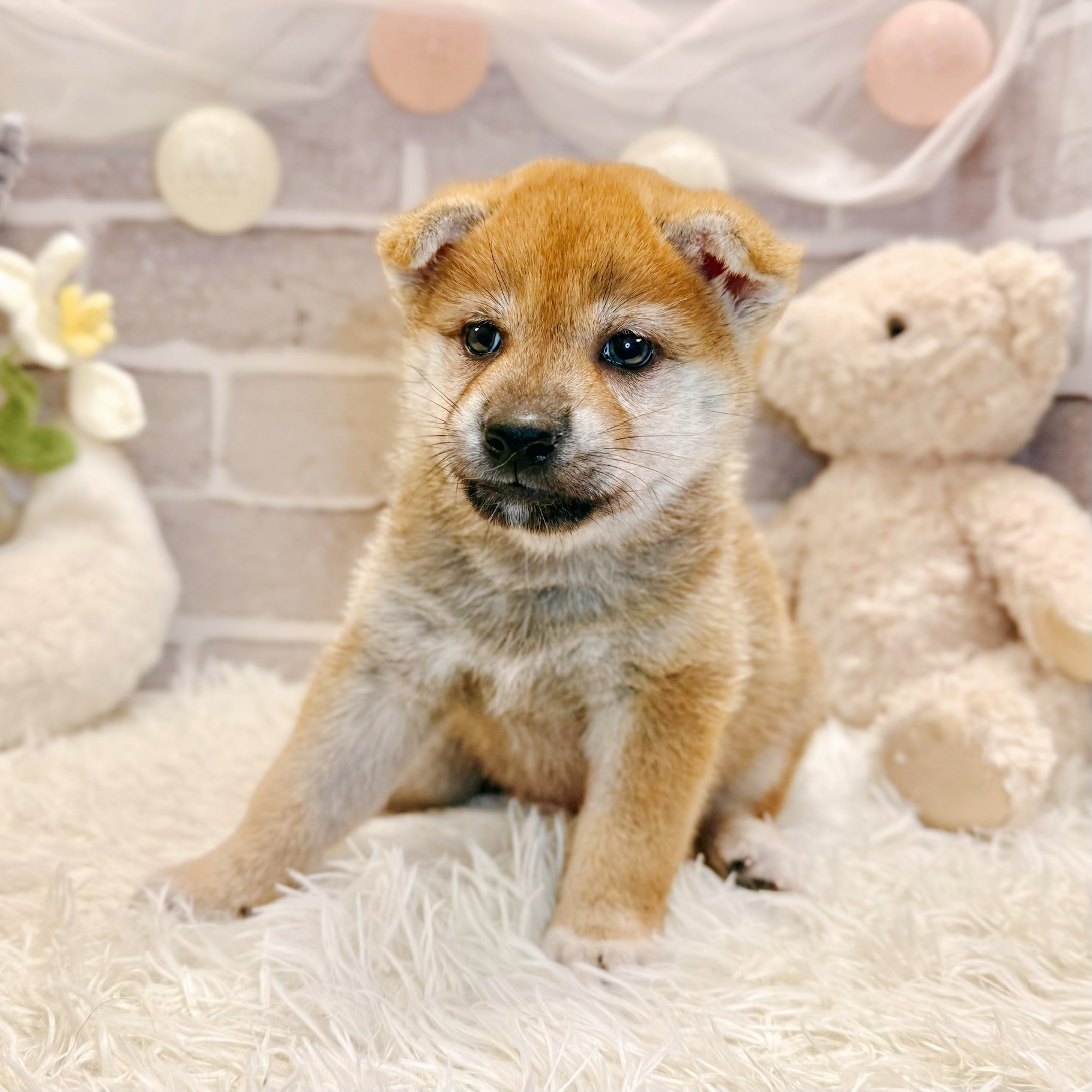 兵庫県の柴犬(標準サイズ) (犬の家＆猫の里神戸店/2026年5月15日生まれ/男の子/赤)の子犬の4枚目の画像