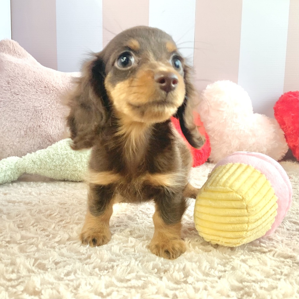 岡山県のミニチュアダックスフンド(ロング) (犬の家＆猫の里倉敷中庄店/2026年5月11日生まれ/女の子/チョコレートタン)の子犬の4枚目の画像