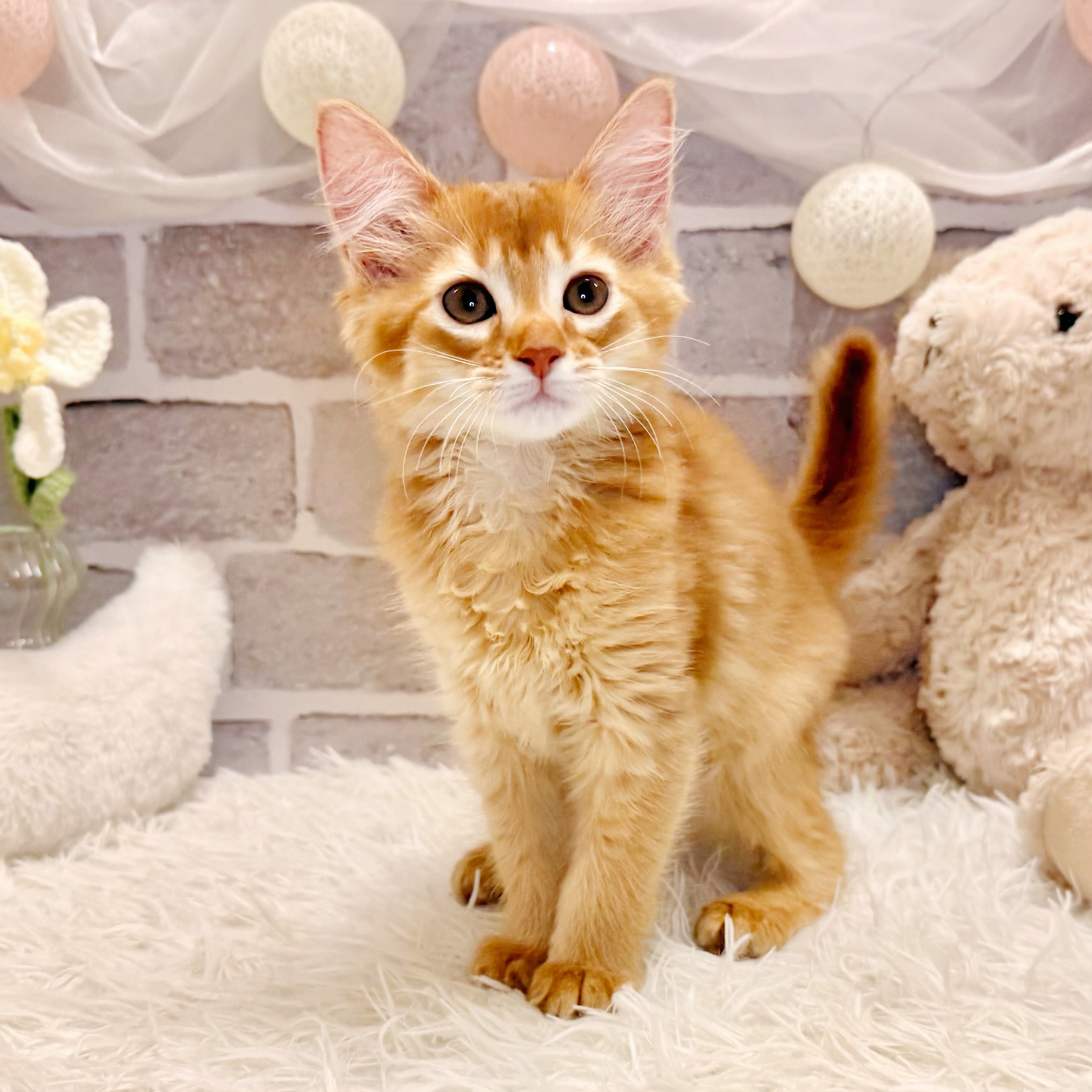 兵庫県のソマリ (犬の家＆猫の里神戸店/2026年5月12日生まれ/女の子/レッド)の子猫の4枚目の画像