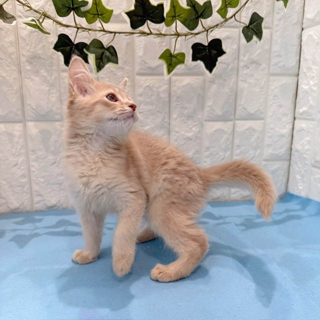 岡山県のソマリ (犬の家＆猫の里倉敷店/2026年5月12日生まれ/男の子/フォーン)の子猫の4枚目の画像