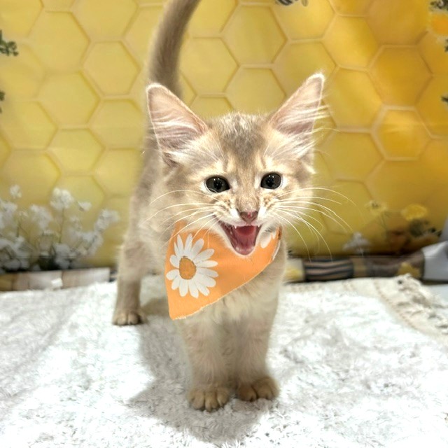 福岡県のソマリ (犬の家＆猫の里トリアス久山店/2026年5月12日生まれ/男の子/フォーン)の子猫の4枚目の画像