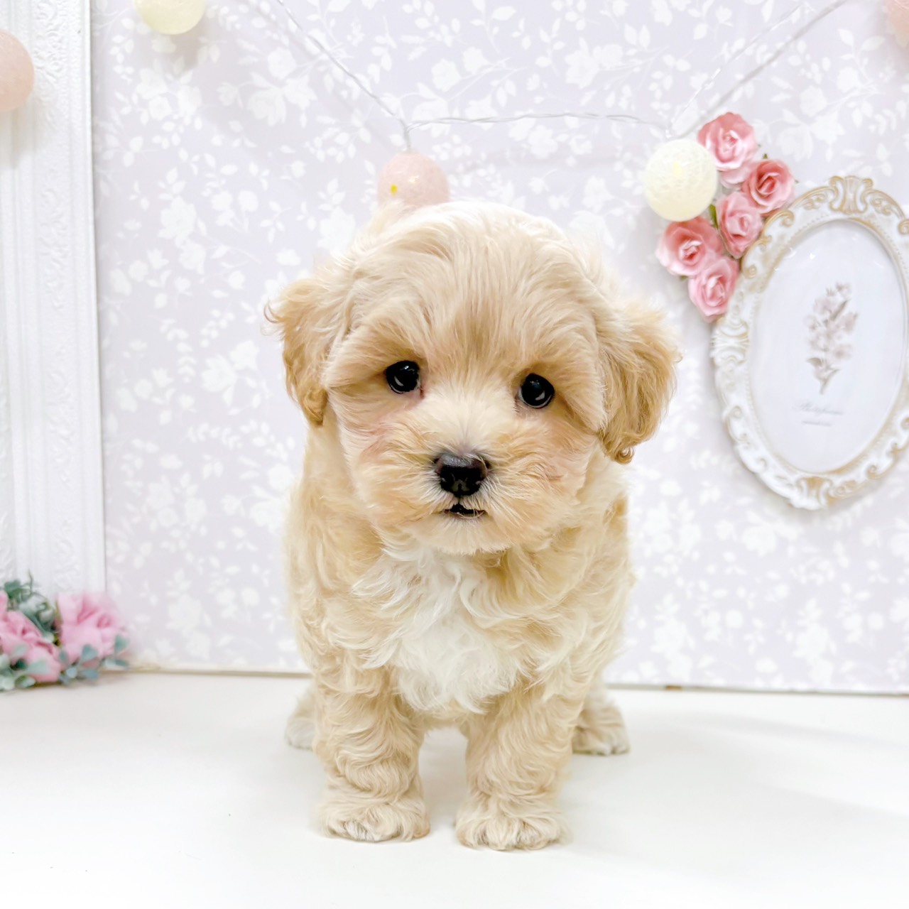 富山県のマルプー(マルチーズ×プードル) (犬の家＆猫の里アミーゴ高岡蓮花寺店/2026年5月16日生まれ/男の子/アプリコット)の子犬の4枚目の画像