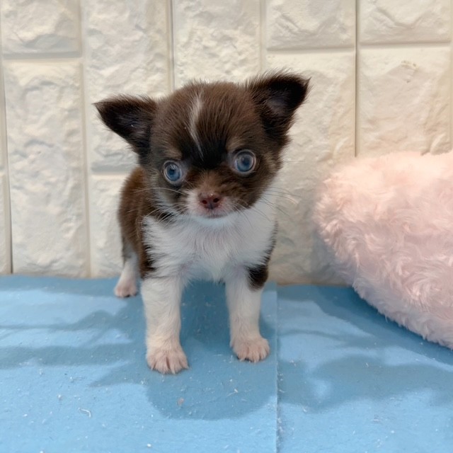 岡山県のチワワ(ロング) (犬の家＆猫の里倉敷店/2026年5月16日生まれ/女の子/チョコレートタンホワイト)の子犬の4枚目の画像